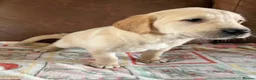 Labrador Retriever dogs for sale: Labrador X Golden retriever  - Advert 16