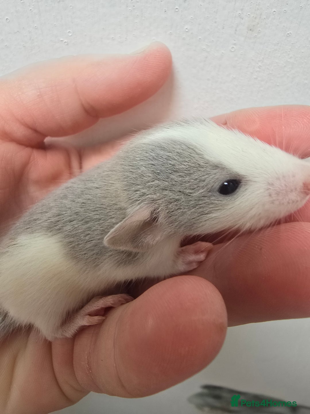 Rat rodents for sale: Babies rats, rex, dumbos and fancy - Image 32