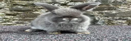 Mini Lop rabbits for sale: Blue fox boy for sale  - Advert 2