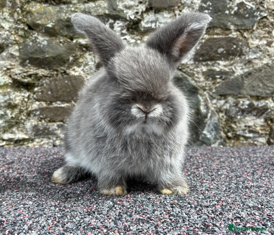 Mini Lop rabbits for sale: Blue fox boy for sale  - Advert 2