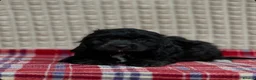 Cavapoochon dogs for sale: BLACK CAVAPOOCHON BOYS READY NOW - Advert 3