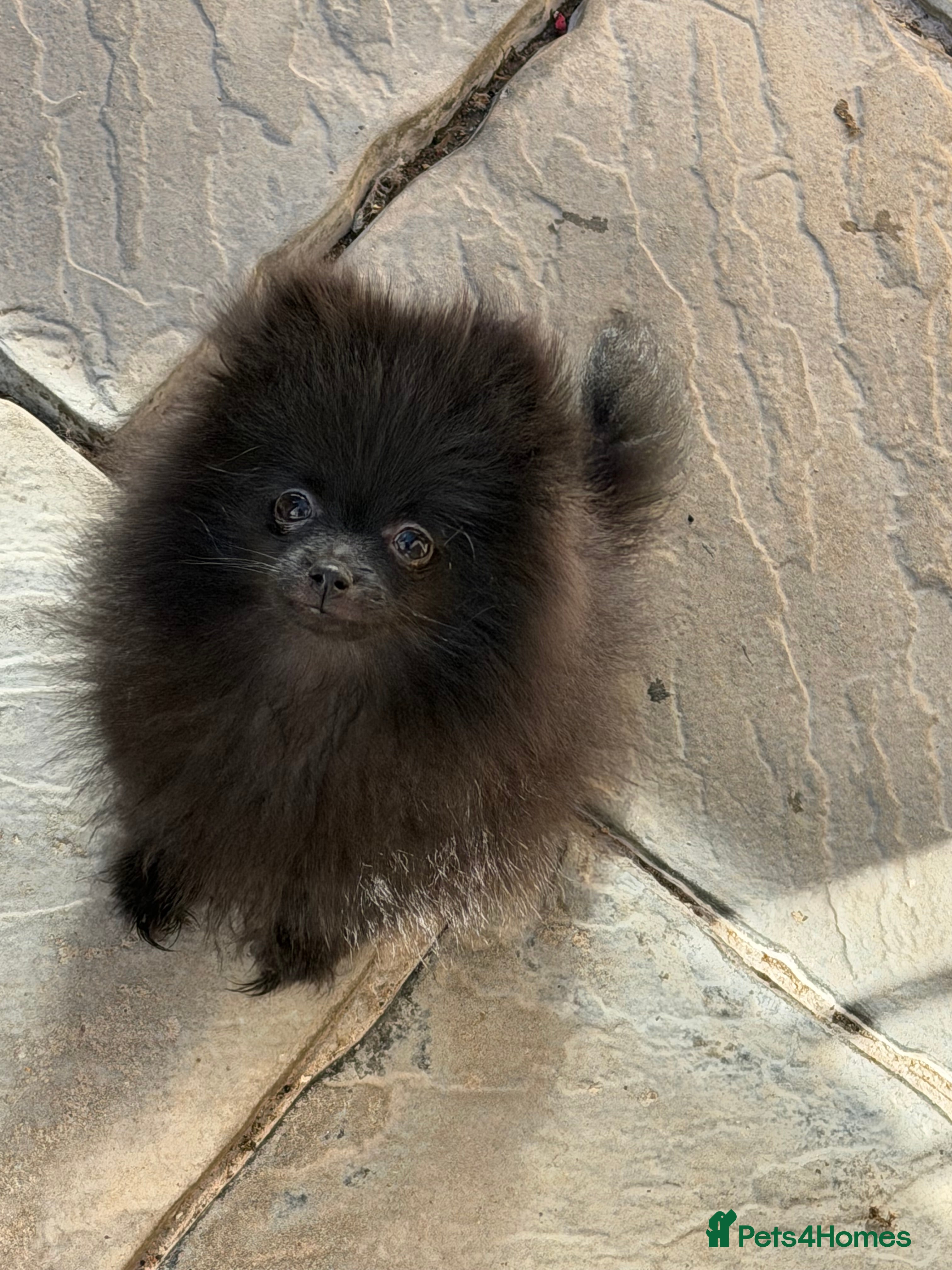 Pomeranian dogs 💥‼️READY NOW POMERANIAN MALE ‼️💥🧸 - Advert 1