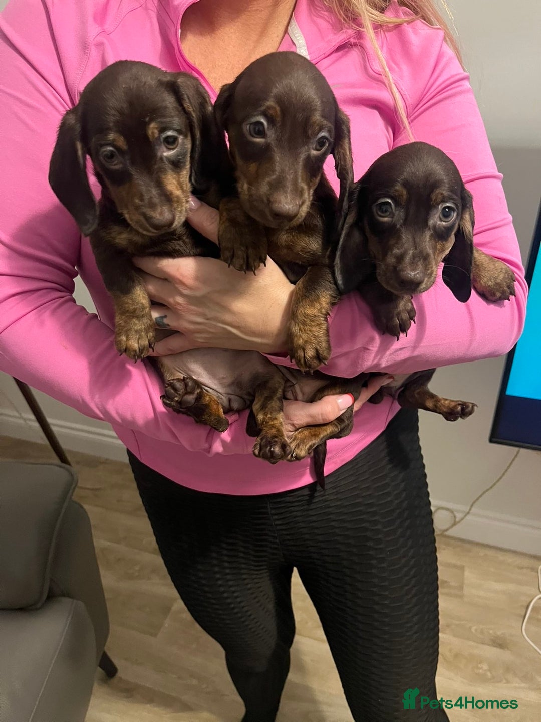 Miniature Dachshund dogs for sale: Ready now  - Advert 3