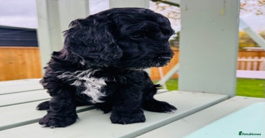 Cockapoo dogs - Advert 13