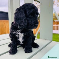 Cockapoo dogs - Advert 13