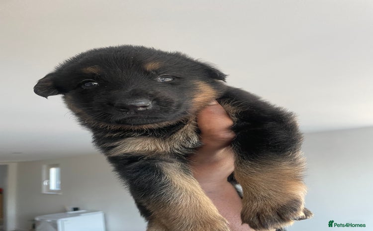 German Shepherd dogs - Advert 14