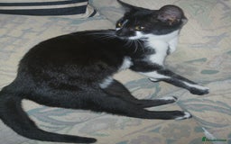 European cats for sale: 3 adorable kittens for sale  - Image 2