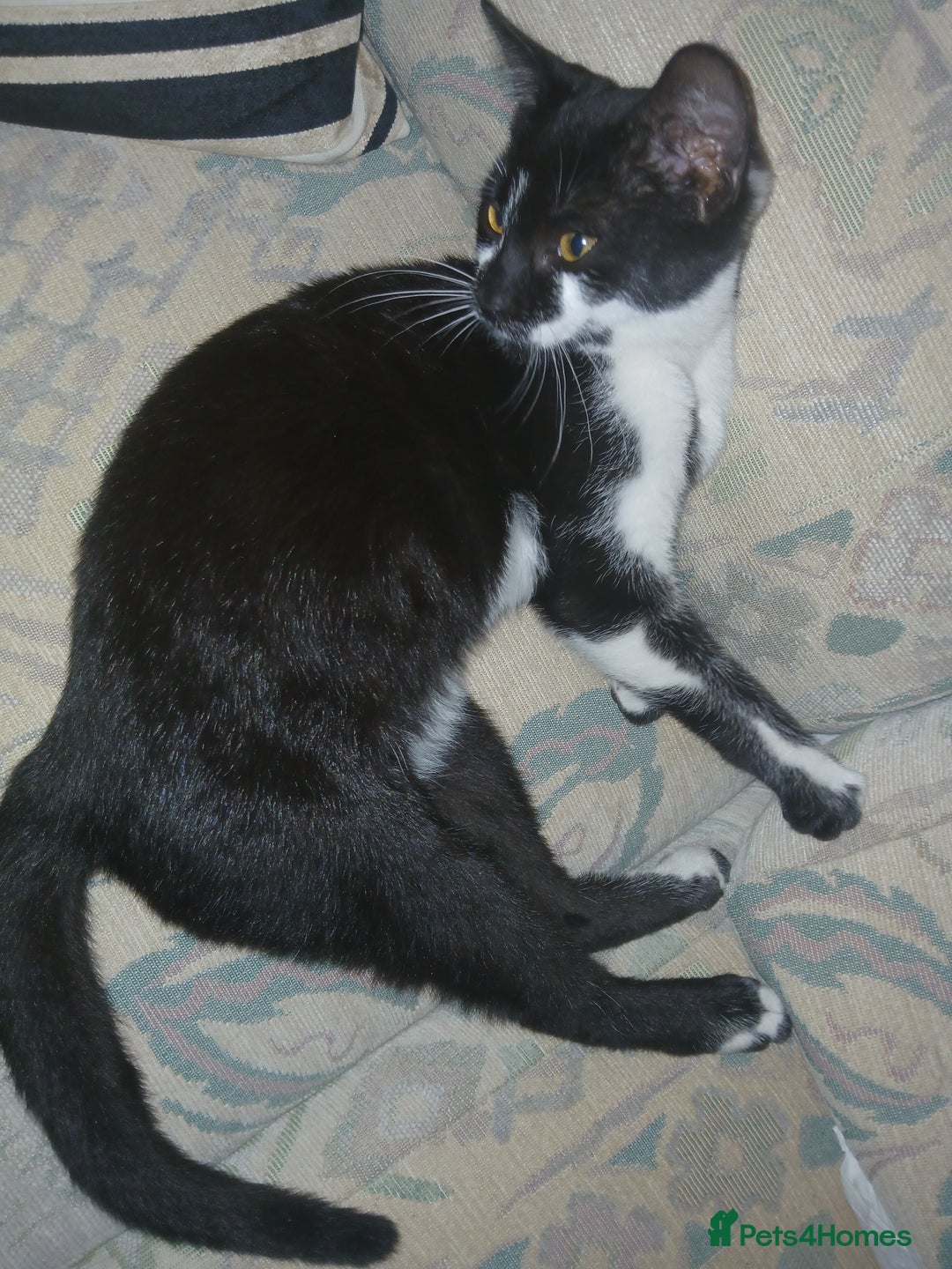 European cats for sale: 3 adorable kittens for sale  - Image 2