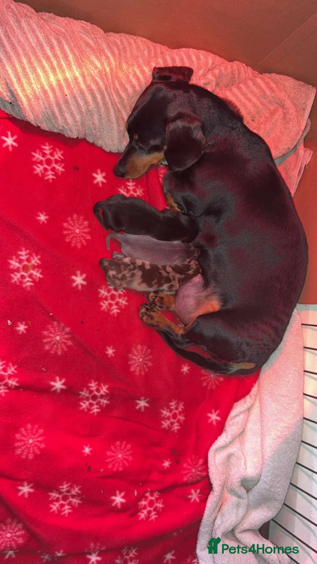 Miniature Dachshund dogs for sale: Miniature Daschuand  - Advert 2