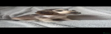 Cocker Spaniel 5