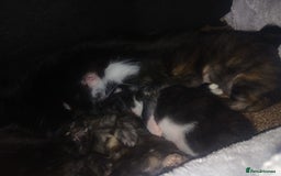 British Longhair cats for sale: British longhair and short hair  - Image 1