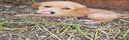 Golden Retriever dogs for sale: 3 gorgeous boys left - Advert 7