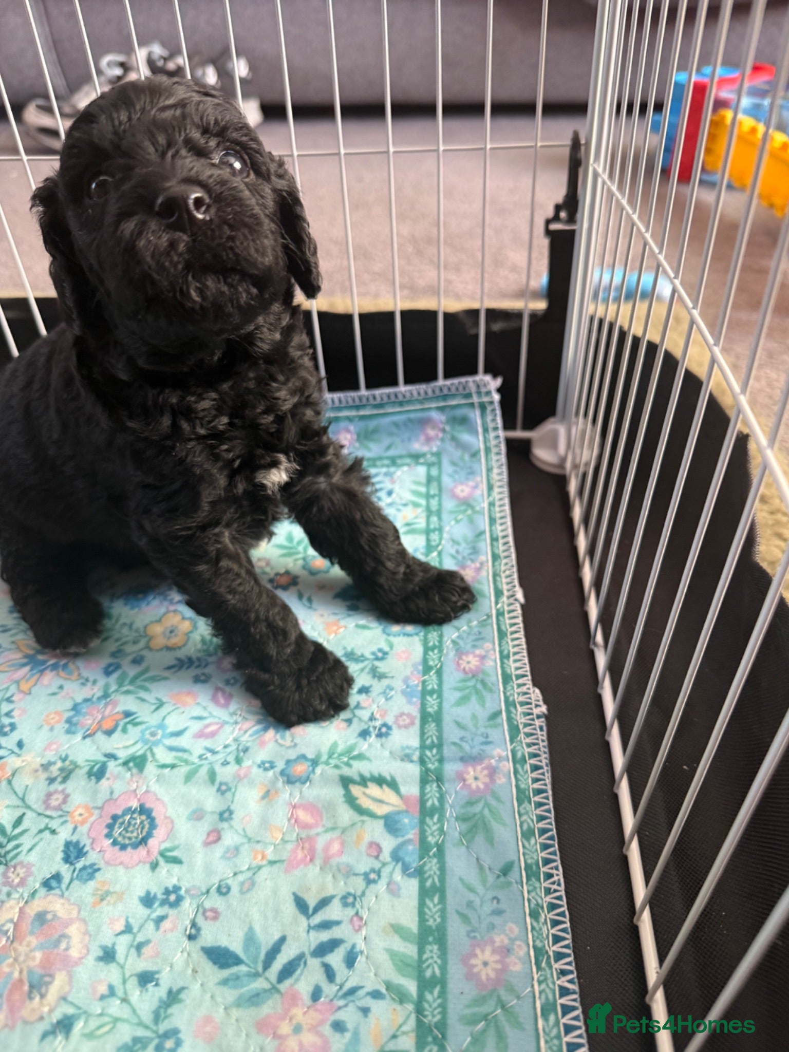 Cockapoo dogs Toy poodle puppys - Advert 1