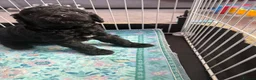 Cockapoo dogs for sale: Toy poodle puppys in Winchester - Advert 1