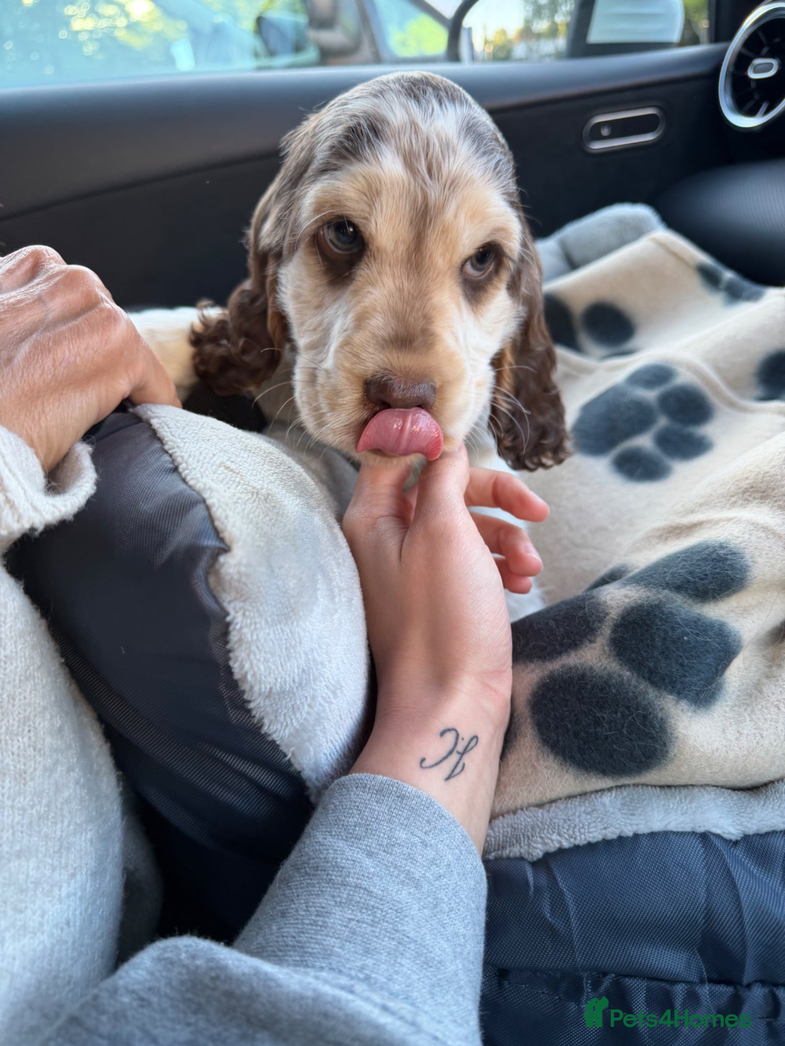 Cocker Spaniel dogs for sale: English Show Cocker Spaniel  in Barnstaple - Advert 4