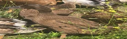 Ducks poultry for sale: Khaki Campbell growers - Advert 4