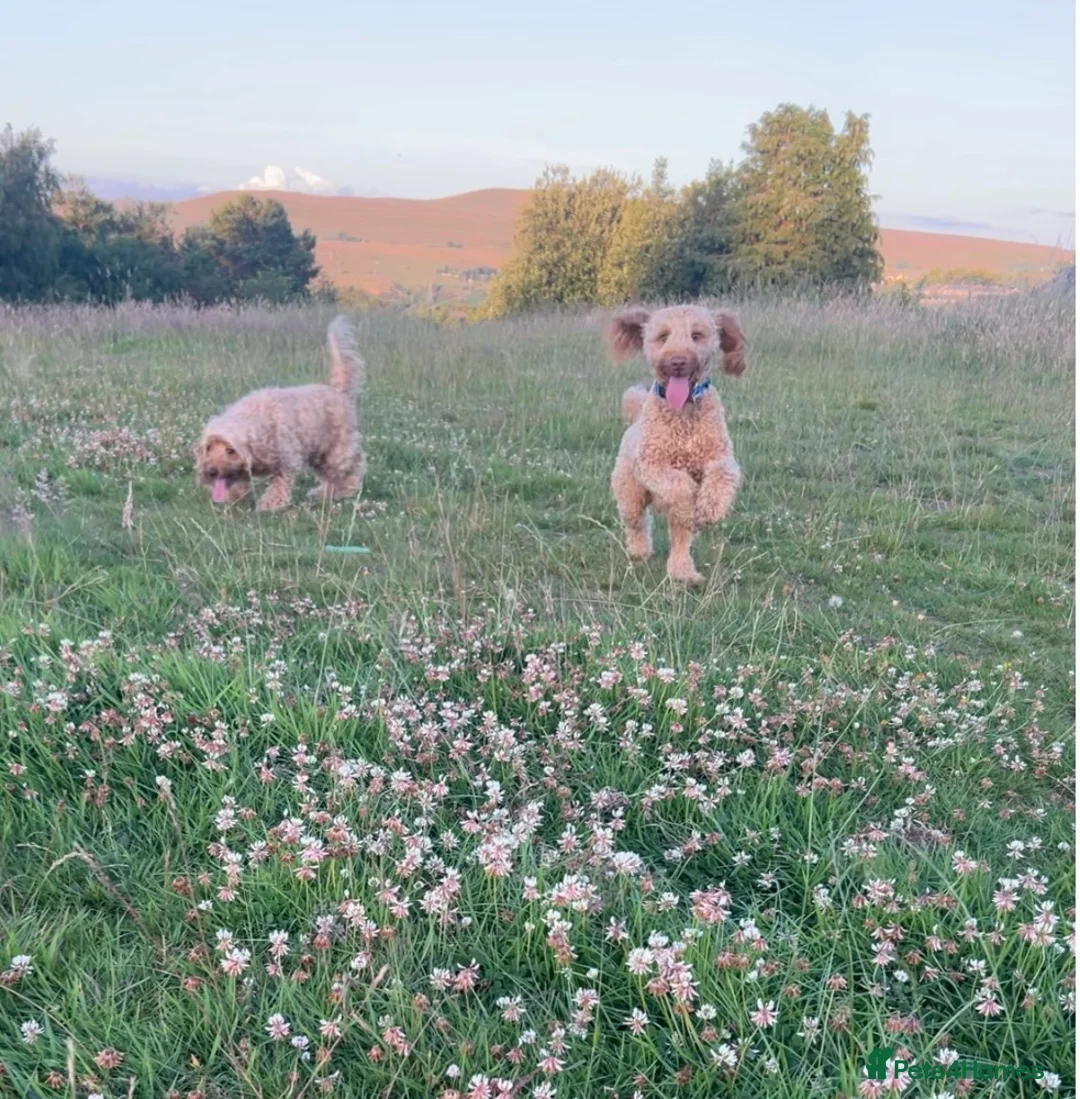 Cockapoo dogs for sale: Male Cockapoo - Rehoming - Advert 4