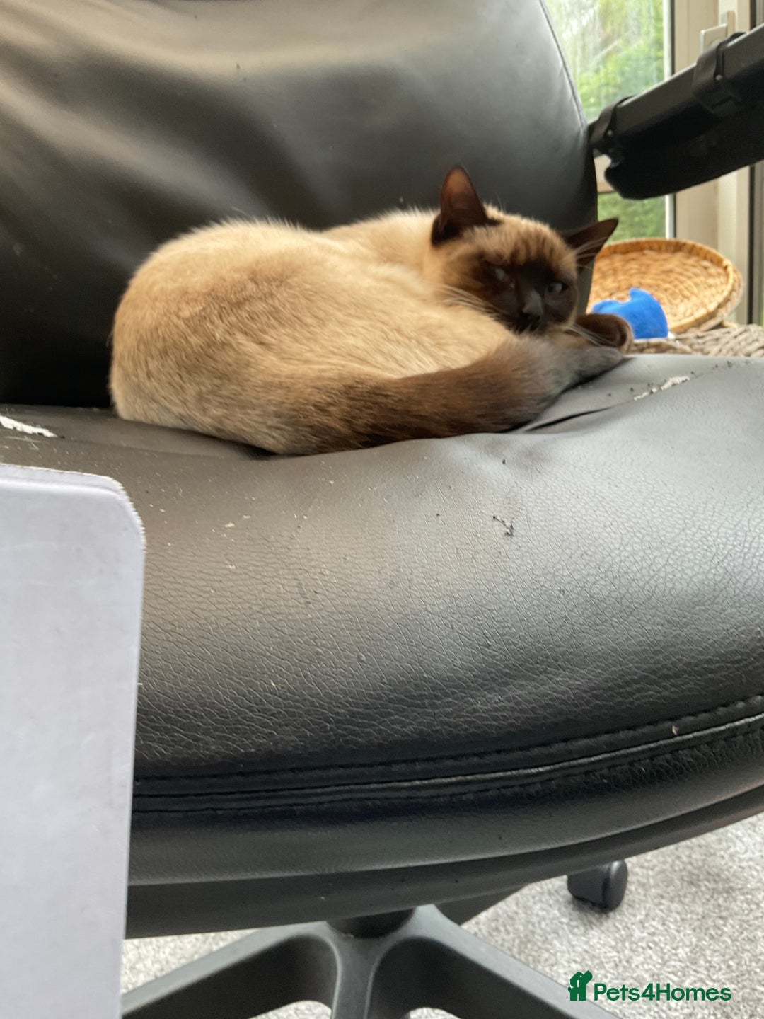 Siamese cats for sale: Ragdoll / Siamese Cat - Advert 3