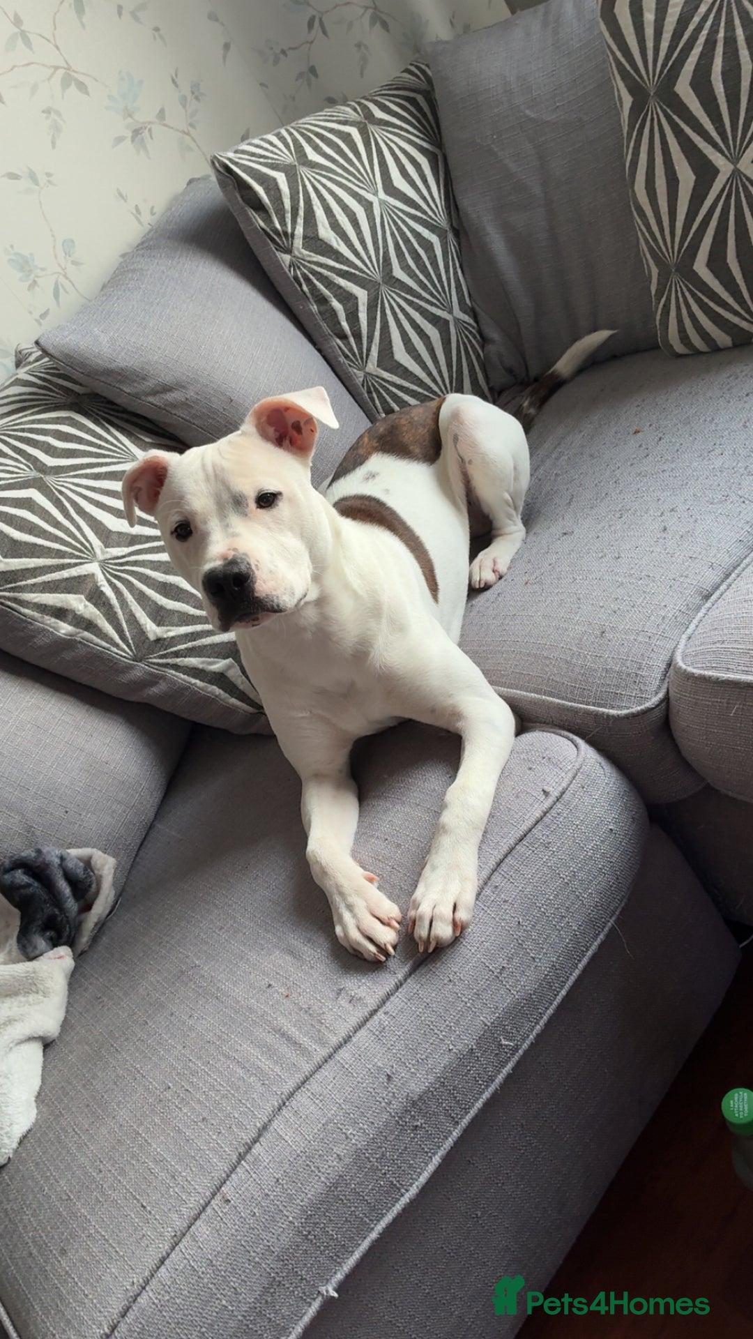 Mixed Breed dogs for sale: Staffy x American bulldog male 1 year old. - Advert 2