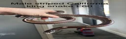 Snake reptiles for sale: Various snakes for sale - Advert 15