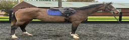 Irish Sports horses for sale: Irish sports horse - Advert 4