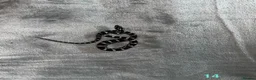 Corn Snake reptiles for sale: Baby Corn Snakes of various colours. in Hastings - Advert 17