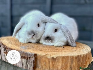 Mini Lop rabbits - Advert 6
