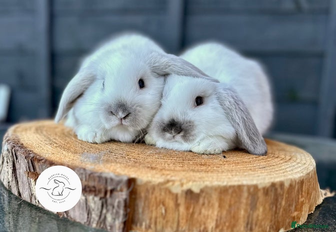 Mini Lop rabbits - Advert 3