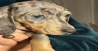 Dachshund dogs - Advert 14