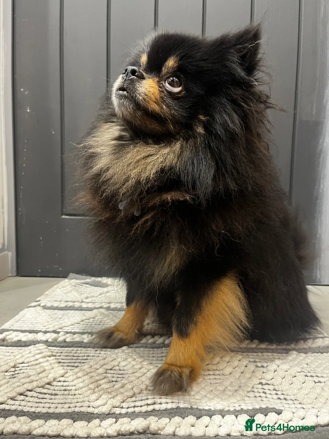 Pomeranian dogs for sale: Pomeranian - Advert 1