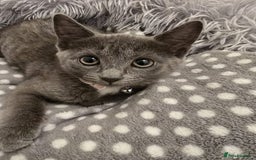 Russian Blue cats for sale: Female Russian blue kitten  - Image 1