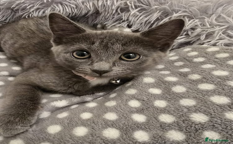 Russian Blue cats - Advert 2