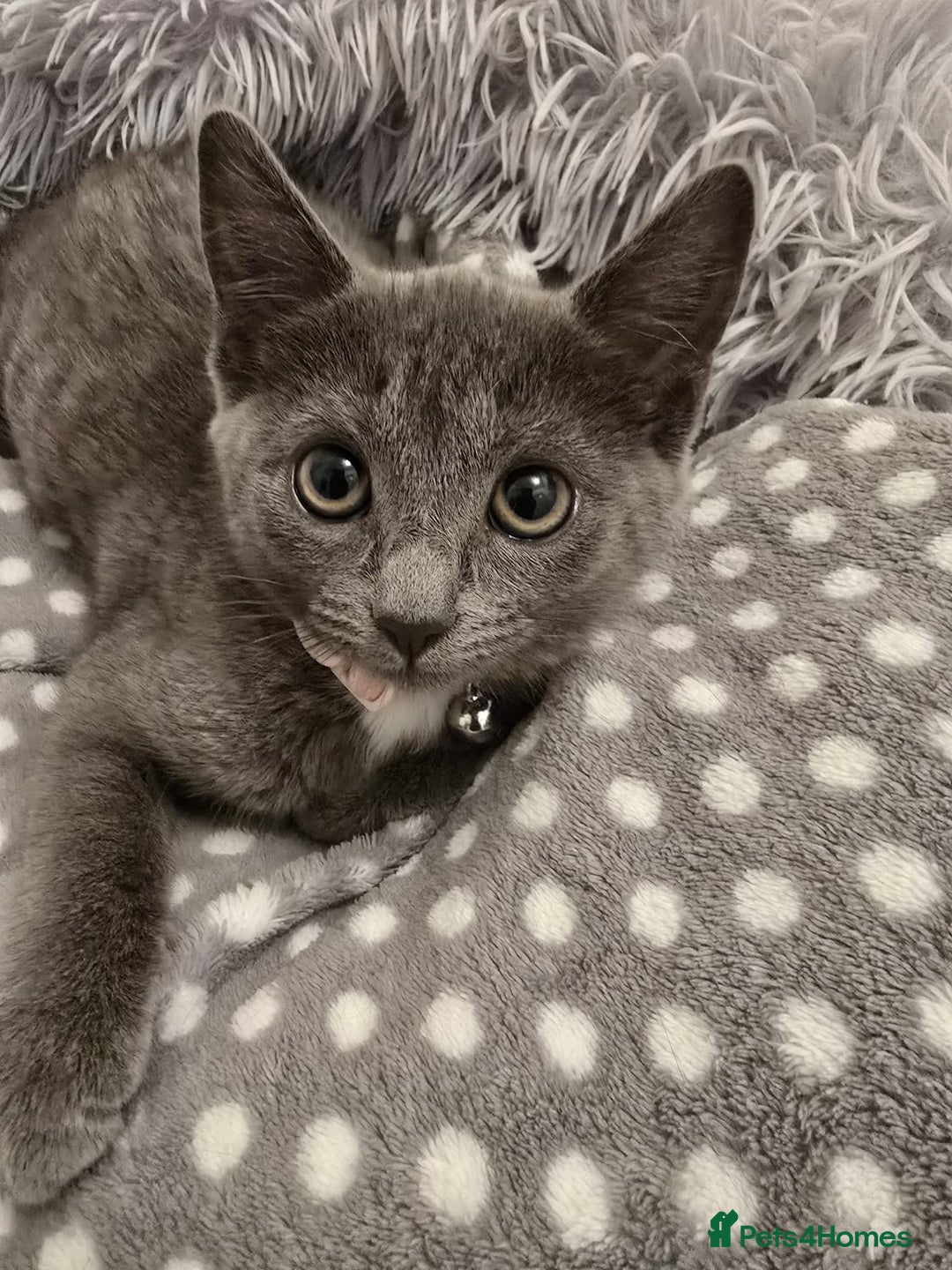 Russian Blue cats for sale: Female Russian blue kitten  - Image 1