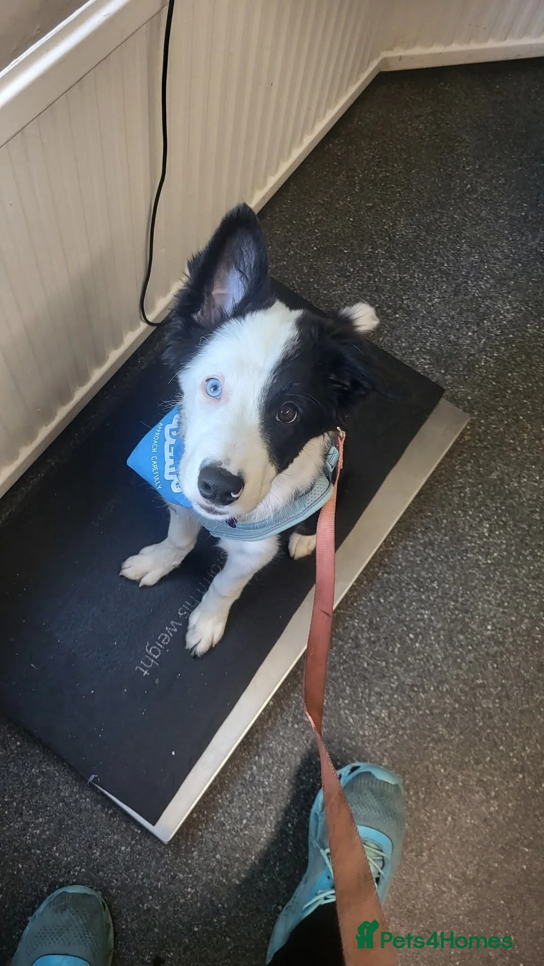 Border Collie dogs for sale: Callie needs a new home  - Advert 10