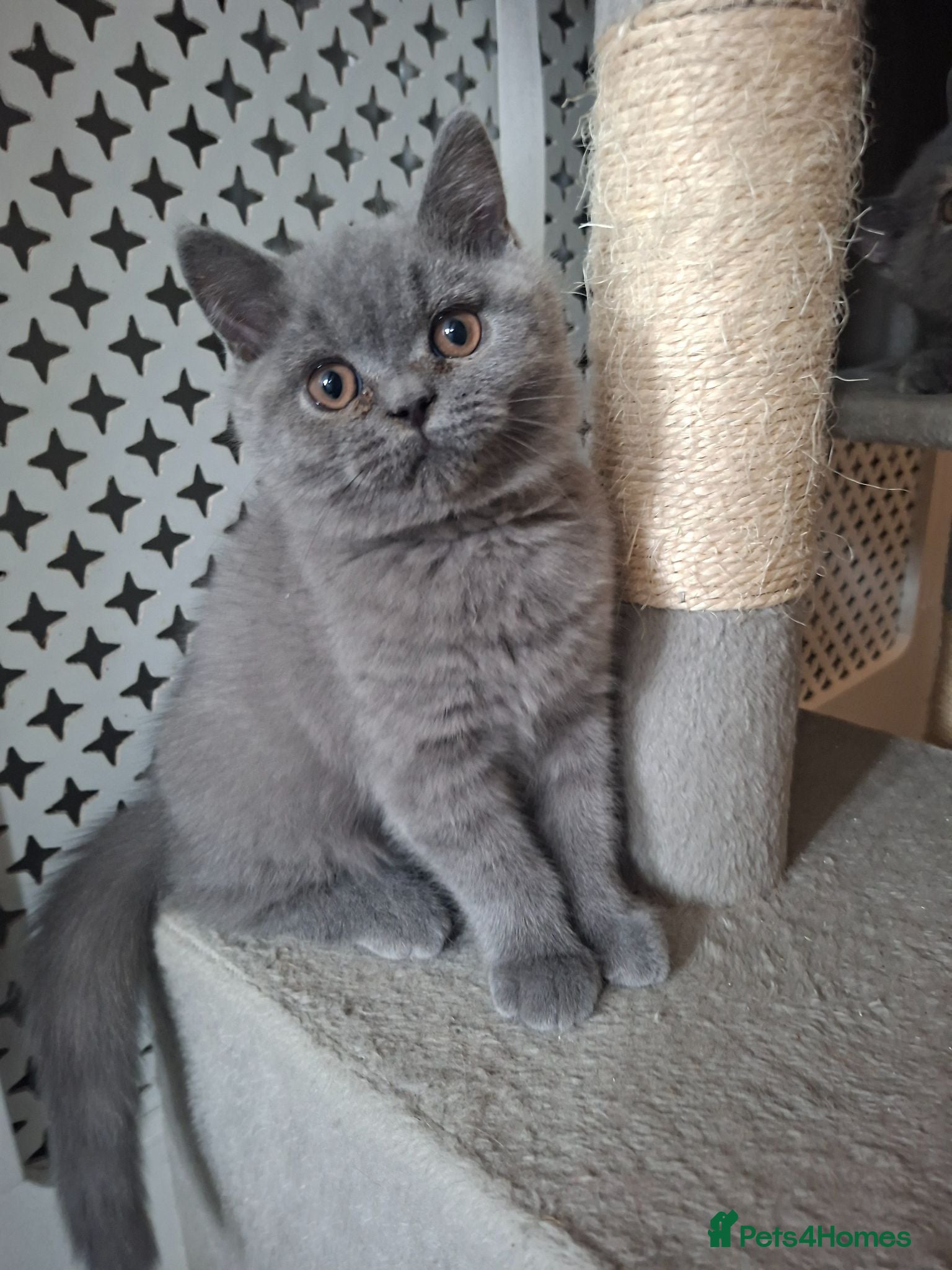 British Shorthair cats  Outstanding Chunky GCCF Pedigree BSH Kittens  - Advert 2