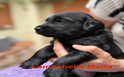 Flat coated Retriever dogs for sale: KC Registered puppies from outstanding parents. - Image 4