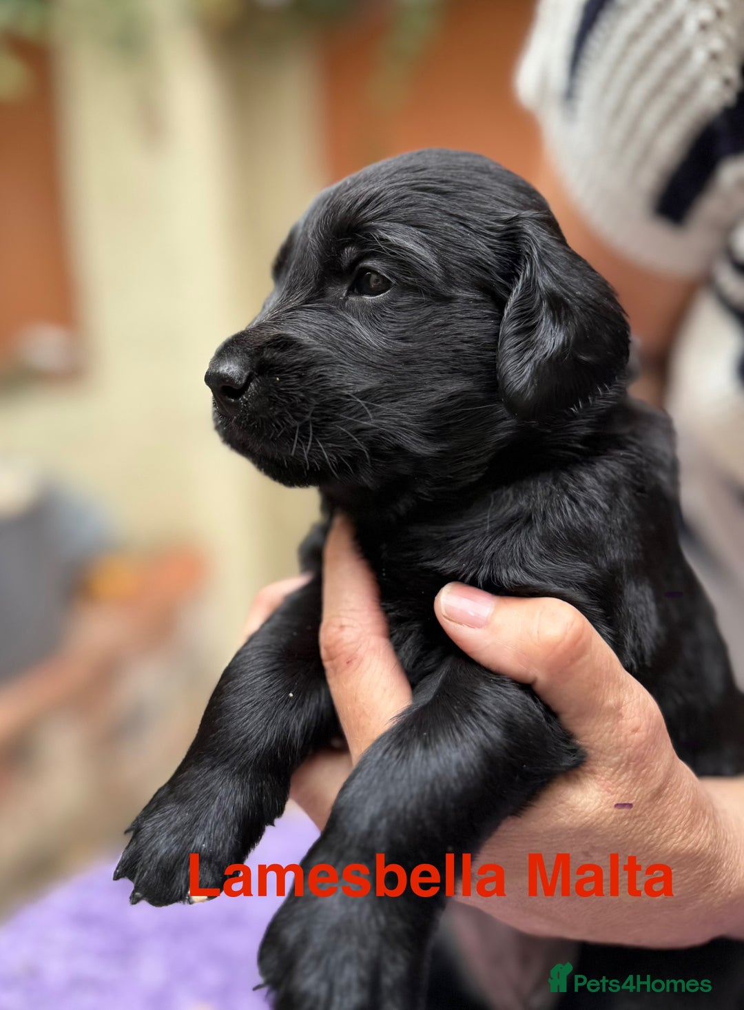 Flat coated Retriever dogs for sale: KC Registered puppies from outstanding parents. - Image 4