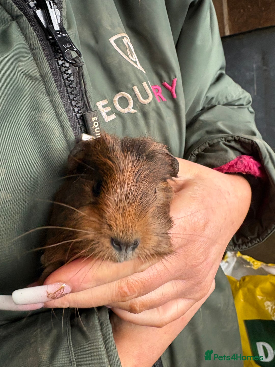 Guinea Pig rodents for sale: Beautiful boys looking for new homes  - Advert 3