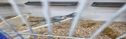 Budgerigars birds for sale: All sorts of budgies  in Crook - Advert 1