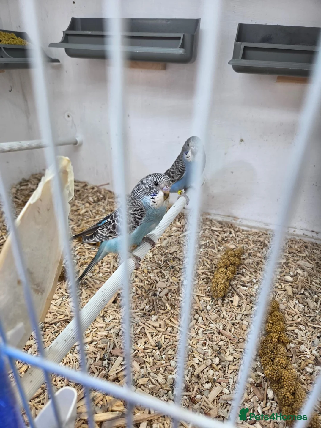 Budgerigars birds for sale: All sorts of budgies  in Crook - Advert 1