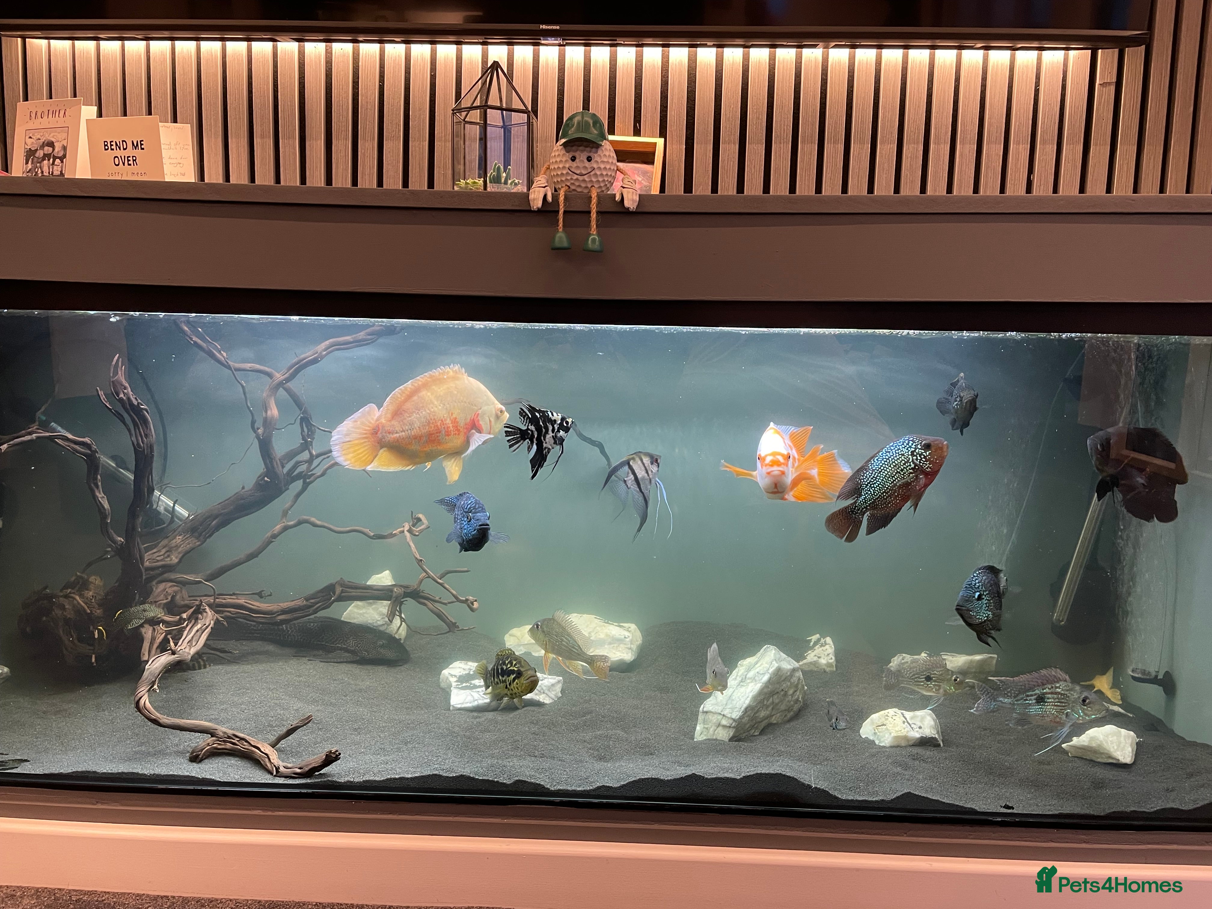 Cichlids fish All chiclids for sale moving house  - Advert 1