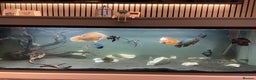 Cichlids fish for sale: All chiclids for sale moving house  - Advert 1