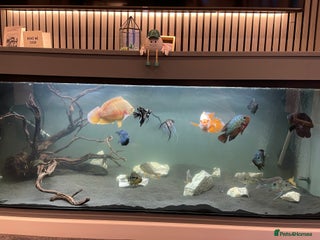 Cichlids fish All chiclids for sale moving house - Advert 2