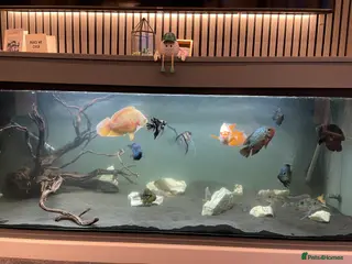 Cichlids fish All chiclids for sale moving house - Advert 13