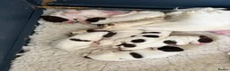 English Springer Spaniel dogs for sale: Working Pure Springer Spaniel Puppies  - Advert 12