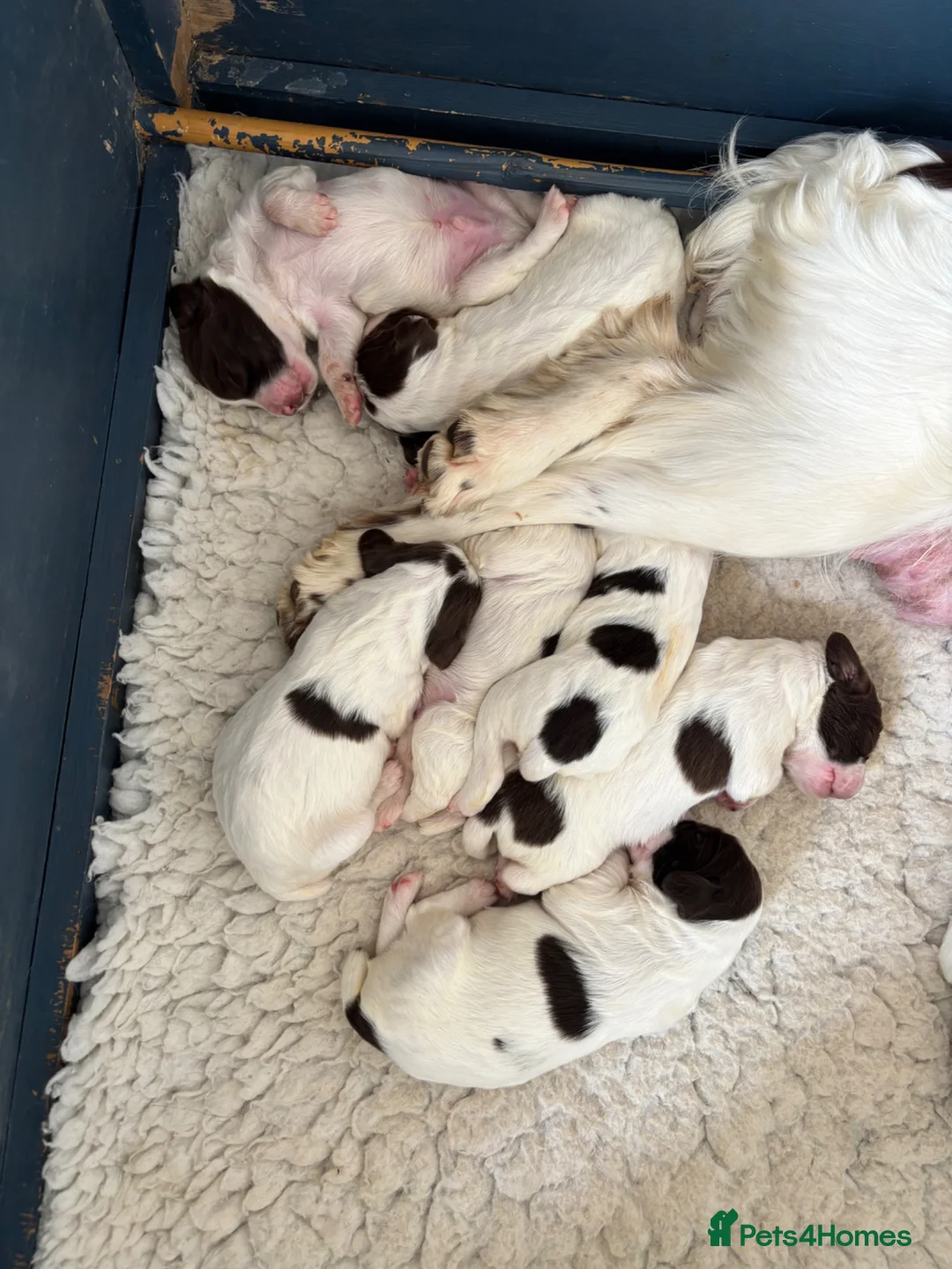 English Springer Spaniel dogs for sale: Working Pure Springer Spaniel Puppies  - Advert 12