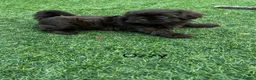 Shih Tzu dogs for sale: Stunning Solid Chocolate Kc Imperial Pups - Advert 11