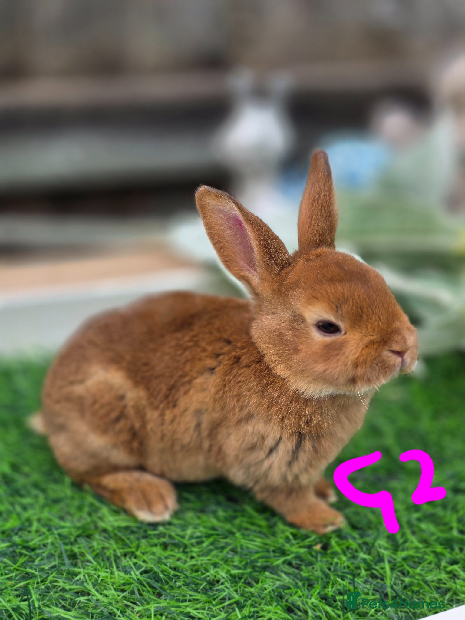 Rex rabbits Cinnamon Mini Rex Ready For Reserve. - Advert 2