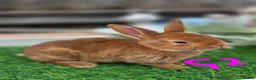 Rex rabbits for sale: Cinnamon Mini Rex Ready For Reserve. - Advert 2