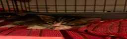 Mixed Breed cats for sale: 5 kittens for sale  in Slough - Advert 13